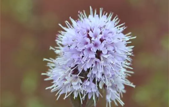 Mentha aquatica