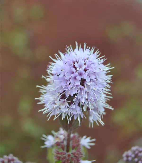 Mentha aquatica