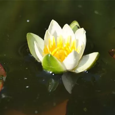 Topfgrösse 1 Liter - Zwerg-Seerose 'Pygmaea Alba' - Nymphaea 'Pygmaea Alba'