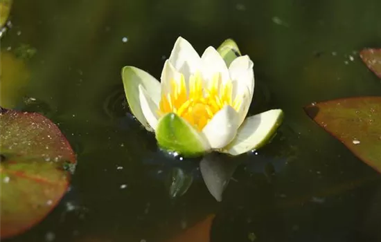 Nymphaea 'Pygmaea Alba'