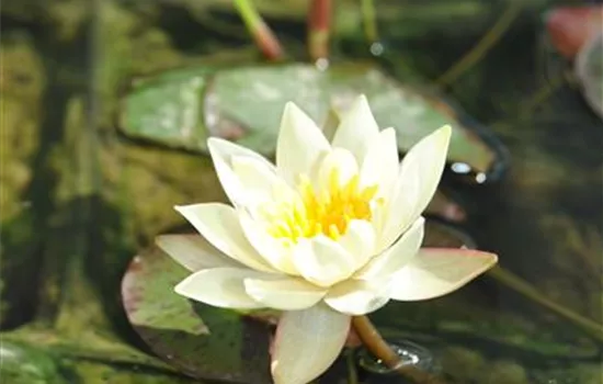 Nymphaea 'Pygmaea Helvola'