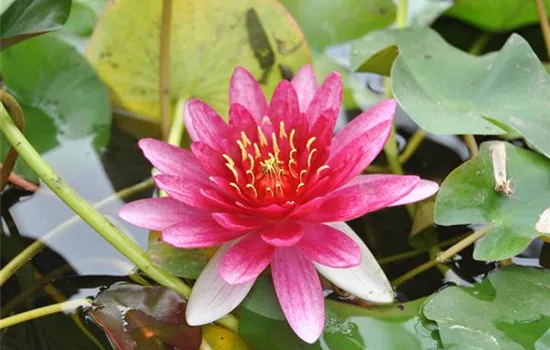 Nymphaea 'Pygmaea Rubra'