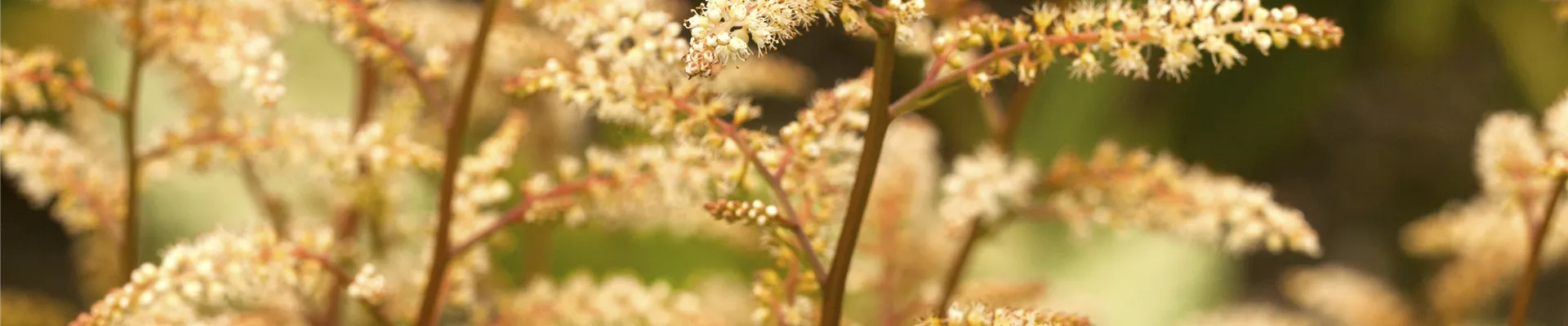 Bodendecker online kaufen | Bauer Baumschulen AG Bodendecker online kaufen | Bauer Baumschulen AG