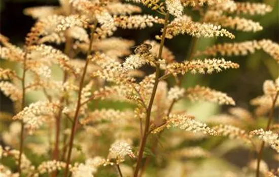 Aruncus aethusifolius Aruncus aethusifolius
