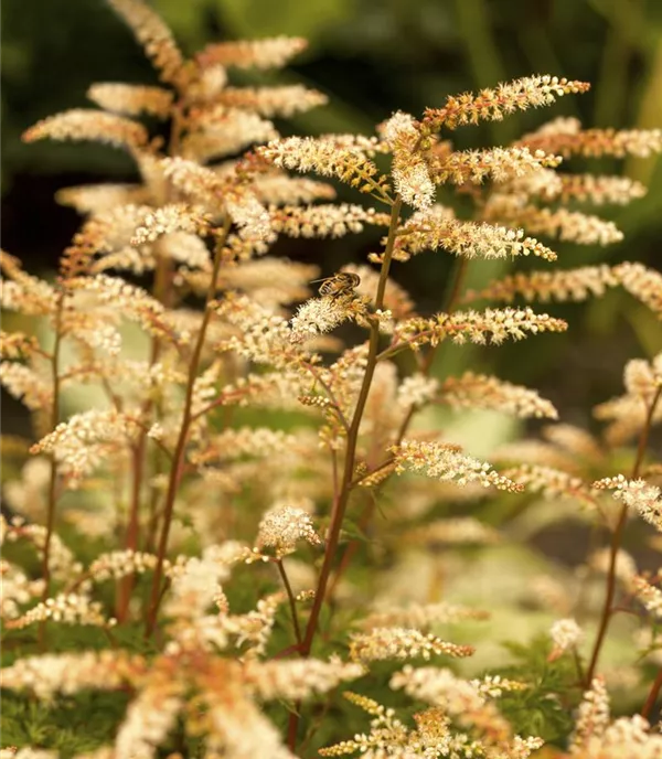 Aruncus aethusifolius
