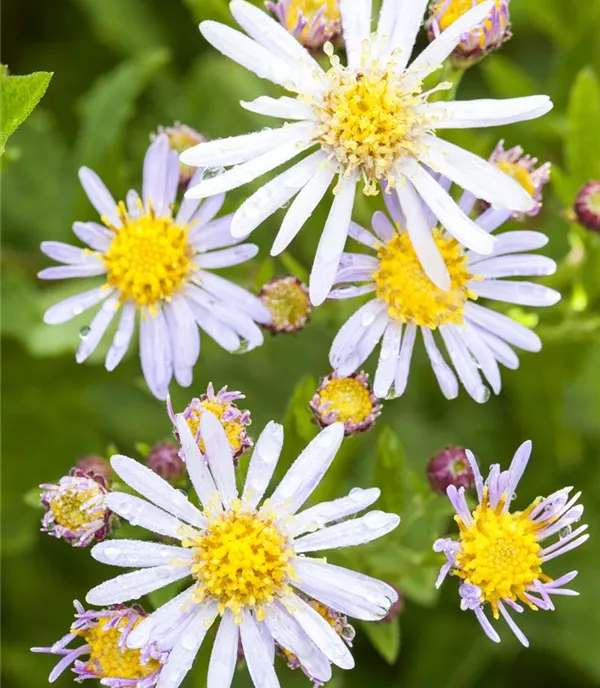Aster ageratoides 'Asran'
