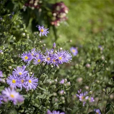 Topfgrösse 1 Liter - Bergaster - Aster amellus 'Rudolf Goethe'