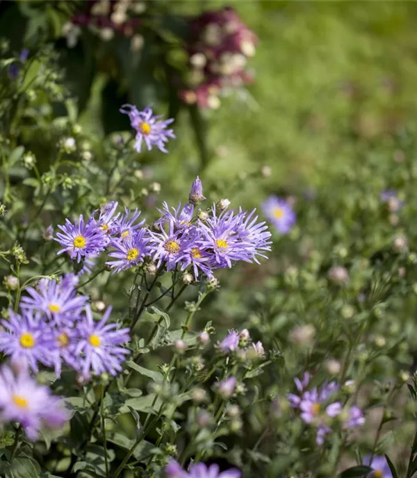 Aster amellus 'Rudolf Goethe'
