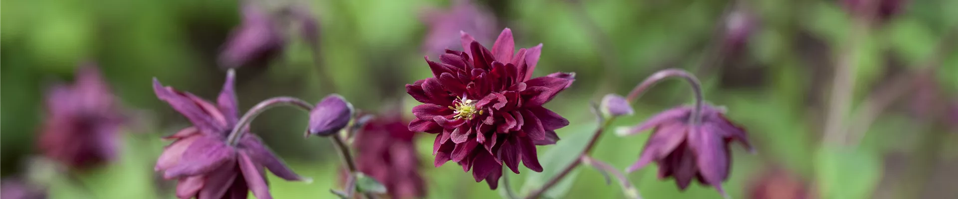 Boutique de plantes Boutique de plantes