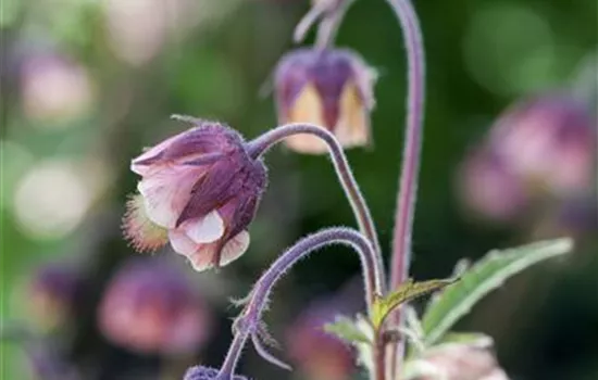 Geum rivale