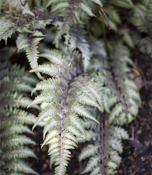Athyrium niponicum 'Metallicum'
