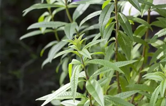 Aloysia triphylla