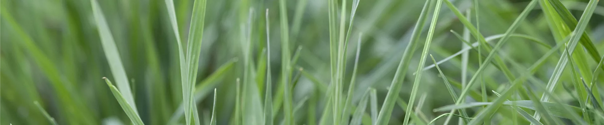 Bodendecker online kaufen | Bauer Baumschulen AG Bodendecker online kaufen | Bauer Baumschulen AG