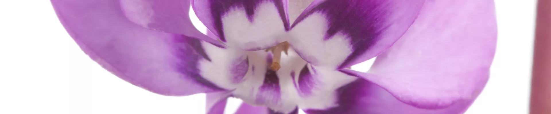 Bodendecker online kaufen | Bauer Baumschulen AG Bodendecker online kaufen | Bauer Baumschulen AG