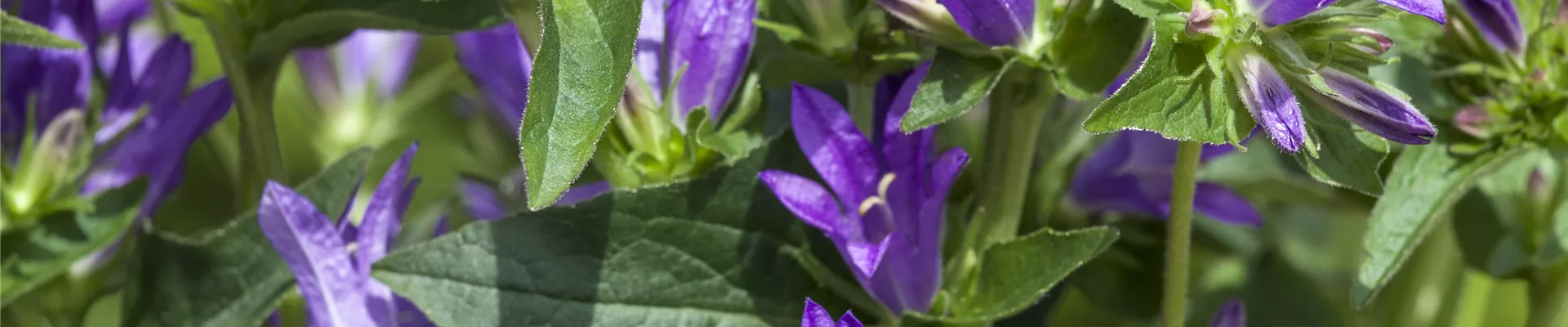 Bodendecker online kaufen | Bauer Baumschulen AG Bodendecker online kaufen | Bauer Baumschulen AG