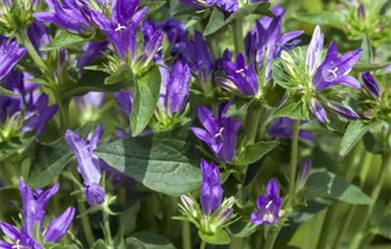 Campanula glomerata 'Dahurica'