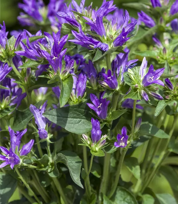 Campanula glomerata 'Dahurica'