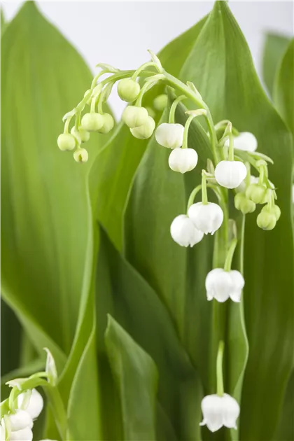 Convallaria majalis, Maiglöckchen kaufen