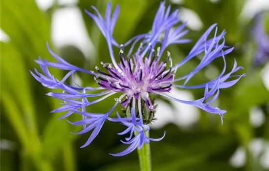 Centaurea montana 'Grandiflora'