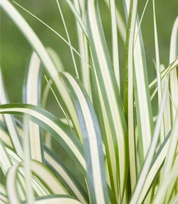 Carex ornithopoda 'Variegata'