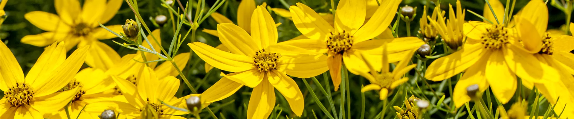 Bodendecker online kaufen | Bauer Baumschulen AG Bodendecker online kaufen | Bauer Baumschulen AG