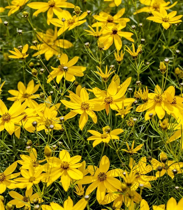 Coreopsis verticillata 'Zagreb'