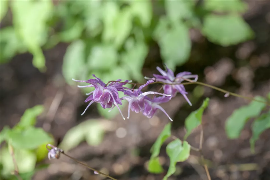 Epimedium grandiflorum 'Lilafee', Elfenblume