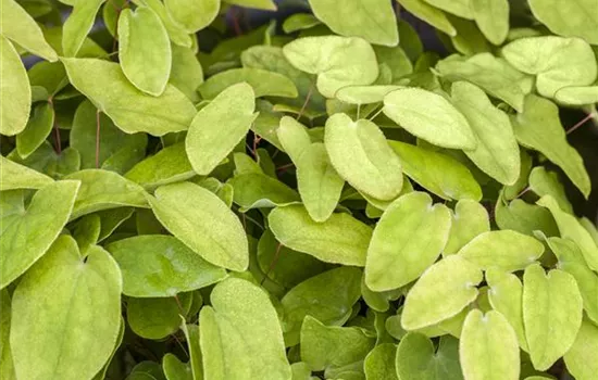 Epimedium rubrum (x)
