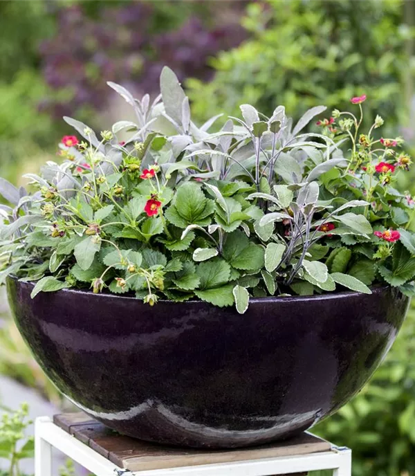 Salvia officinalis 'Tricolor'