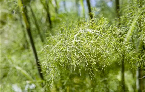 Foeniculum vulgare 'Purpureum'