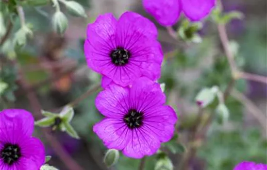 Geranium cinereum var. subcaulescens