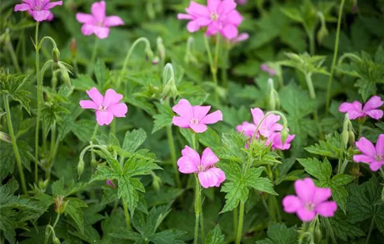 Geranium endressii 'Wargrave Pink'