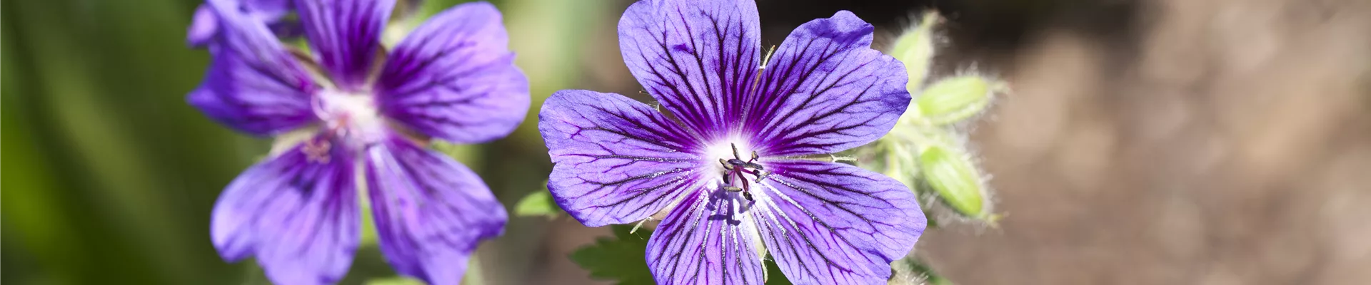 Boutique de plantes Boutique de plantes