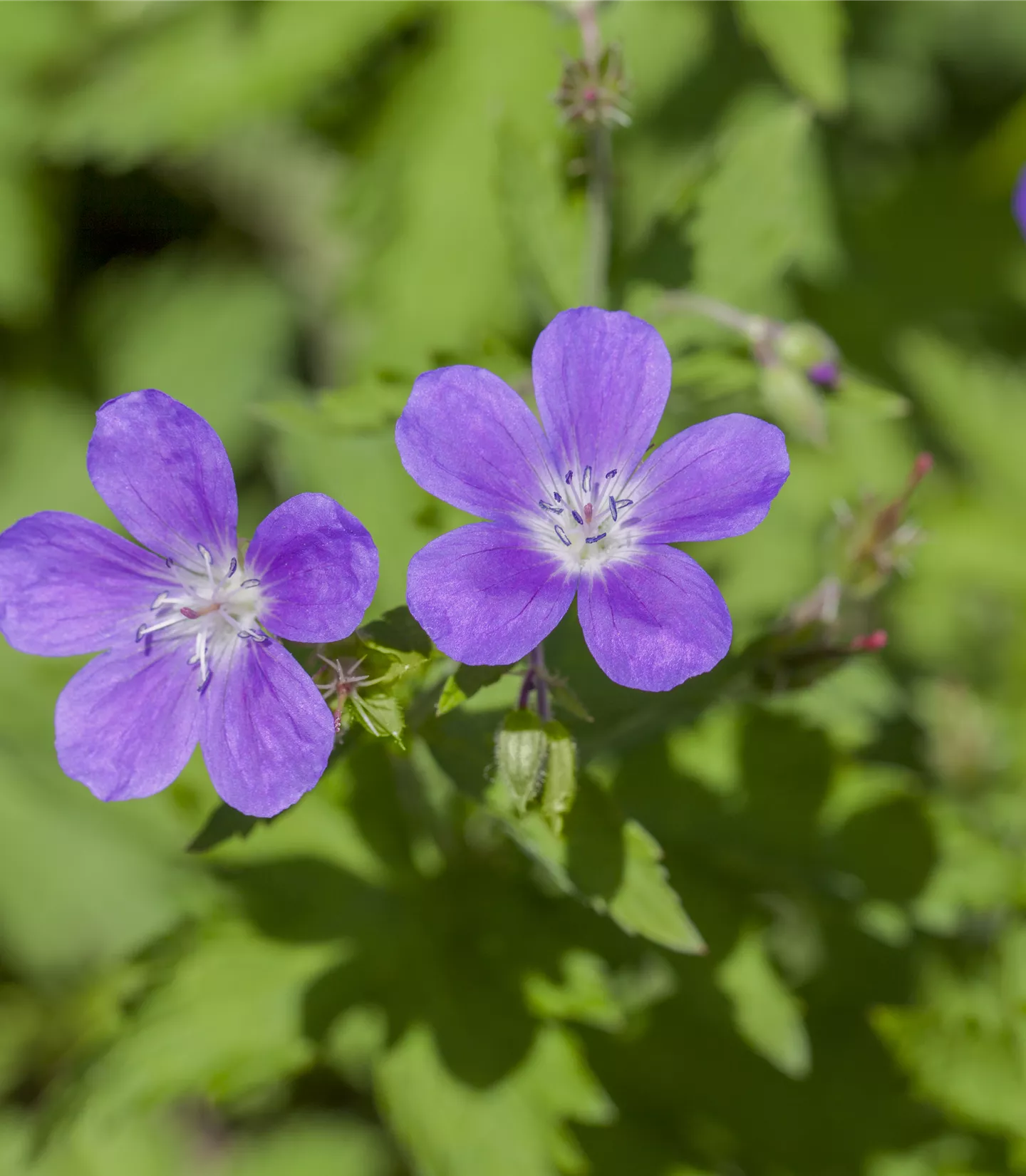 Geranium sylvaticum 'Mayflower'