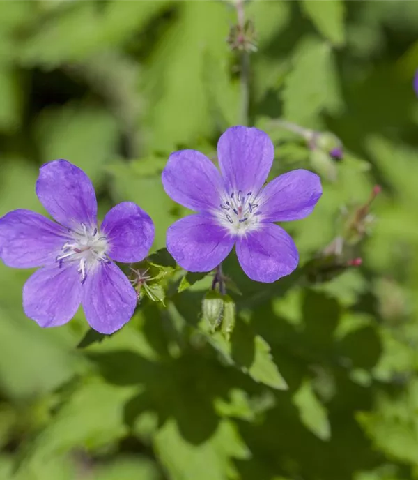 Geranium sylvaticum 'Mayflower'