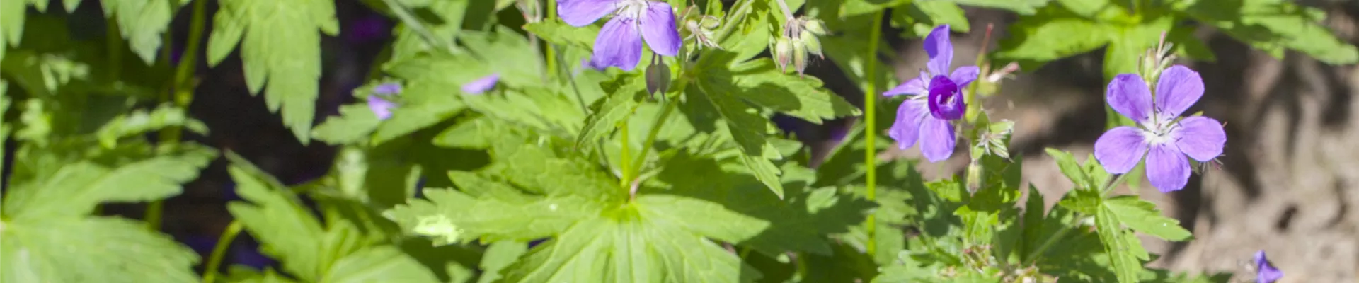 Bodendecker online kaufen | Bauer Baumschulen AG Bodendecker online kaufen | Bauer Baumschulen AG