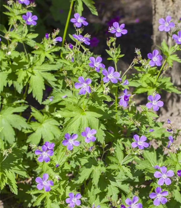Geranium sylvaticum