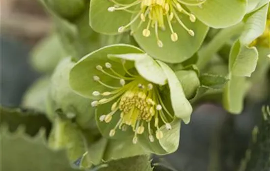 Helleborus argutifolius