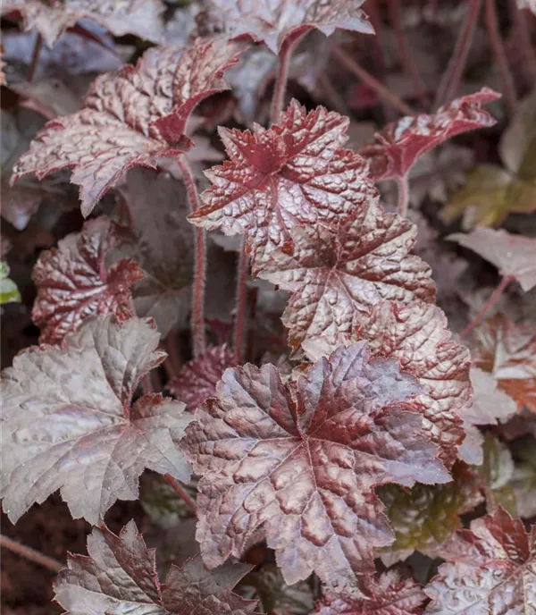Heuchera micrantha 'Palace Purple'