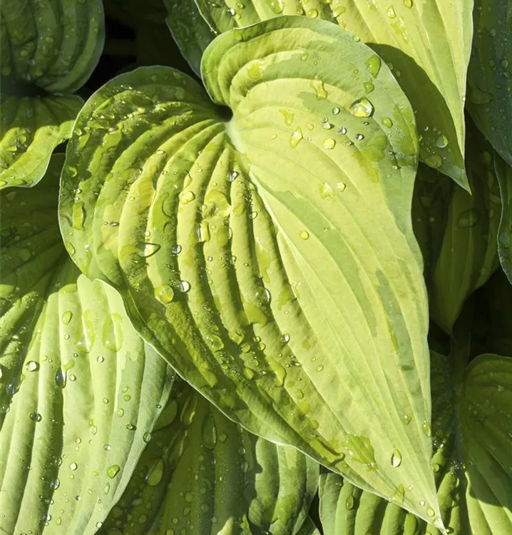 Glockenfunkie - Hosta ventricosa