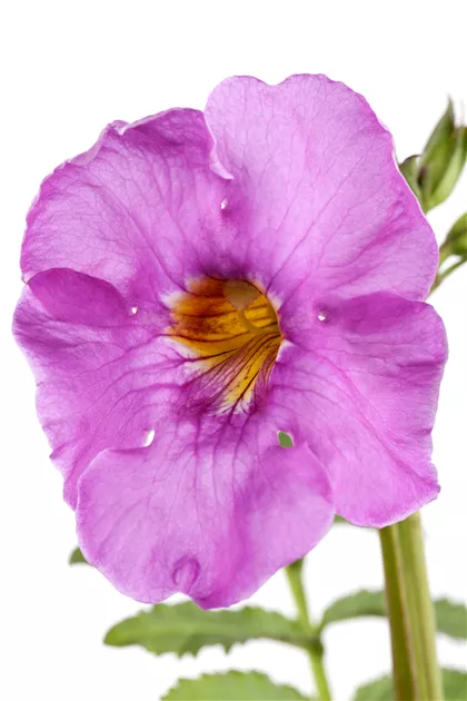 Incarvillea delavayi, Staudengloxinie
