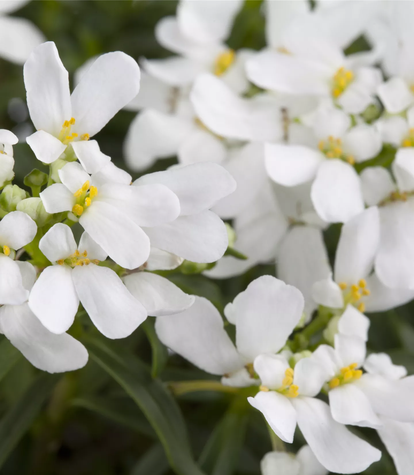 Iberis sempervirens 'Climax'