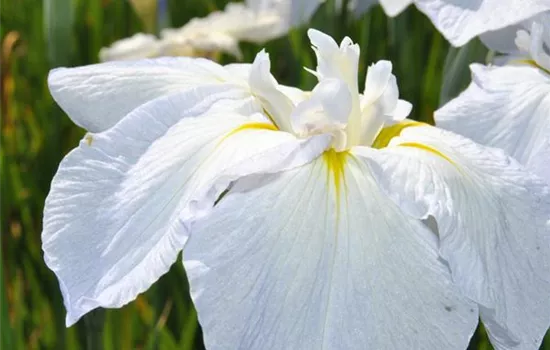 Iris sibirica 'Snow Queen'