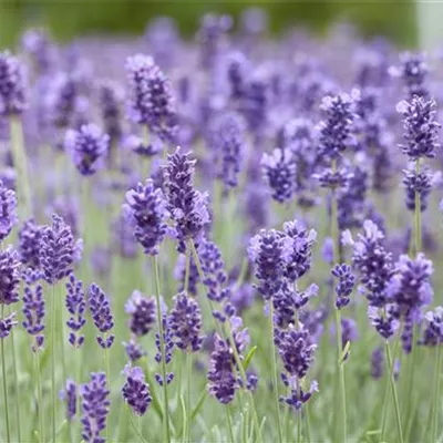 Topfgrösse 0.5 Liter - Lavendel - Lavandula angustifolia 'Hidcote Blue'