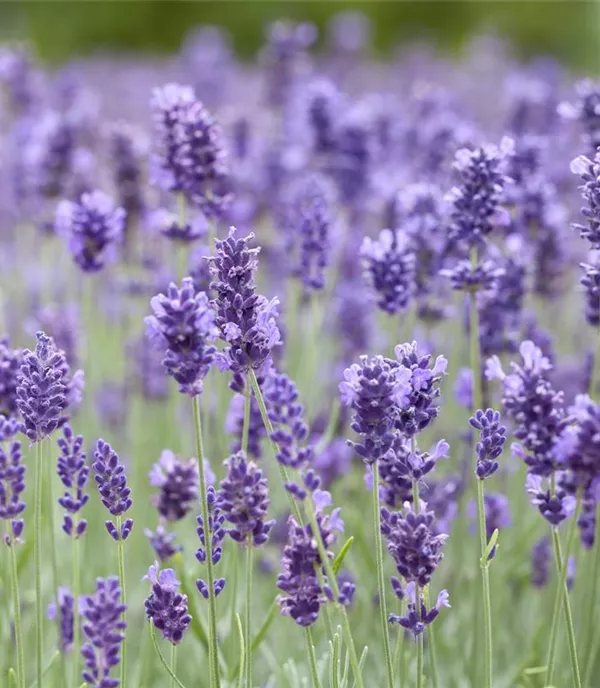 Lavandula angustifolia 'Hidcote Blue'