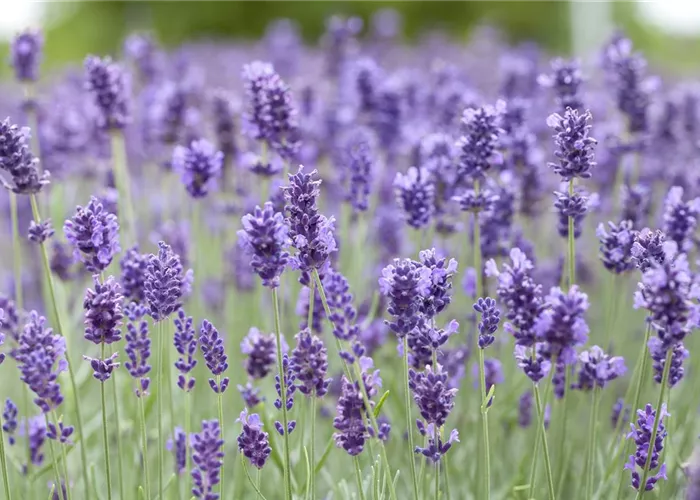 Lavandula angustifolia 'Hidcote Blue' Lavandula angustifolia 'Hidcote Blue'