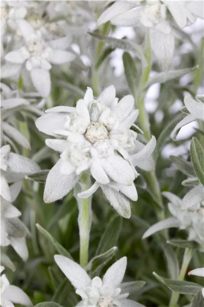 Leontopodium alpinum, Edelweiss