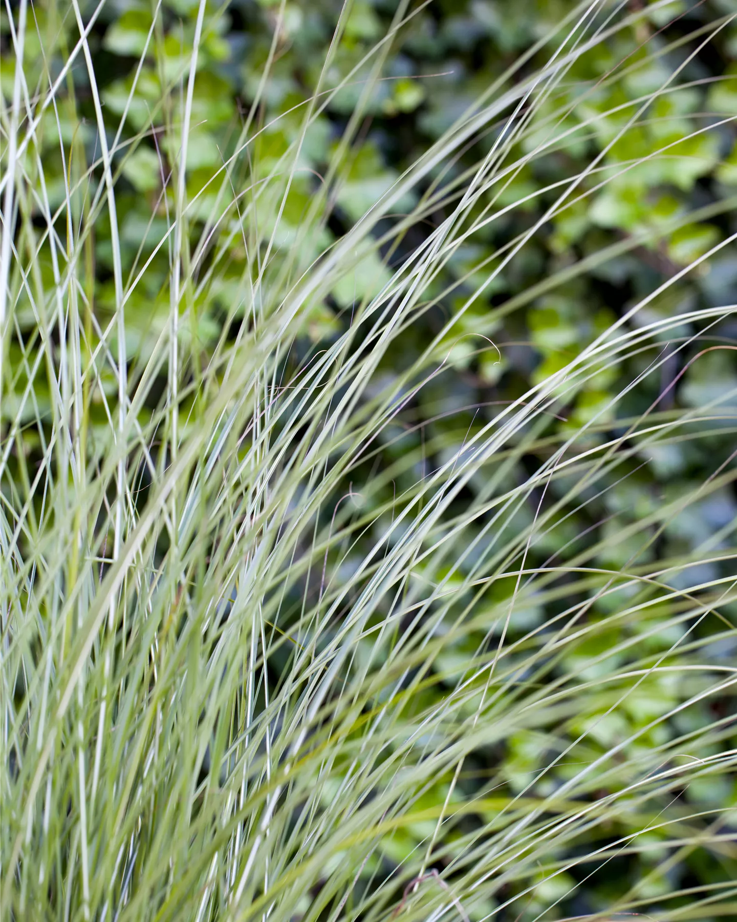 Écran de privé avec des herbes