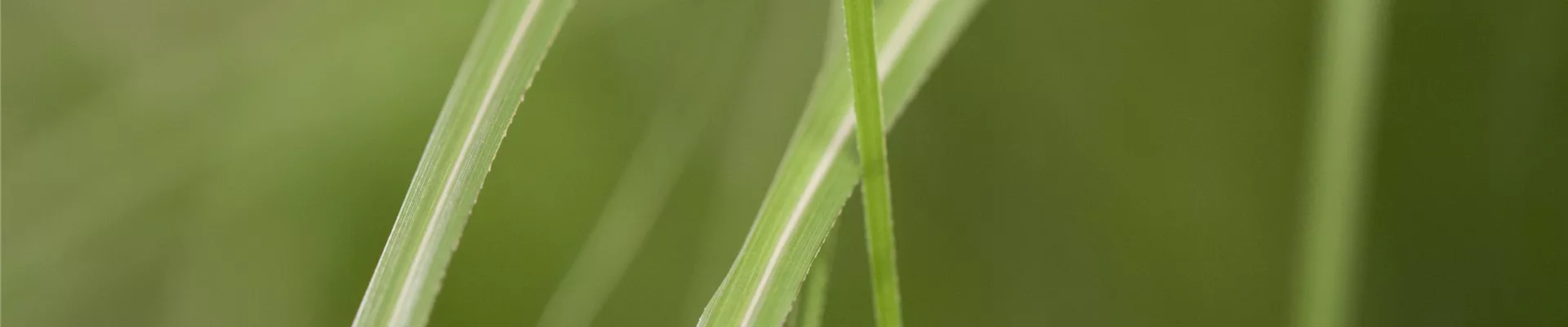 GS425139.jpg GS425139.jpg