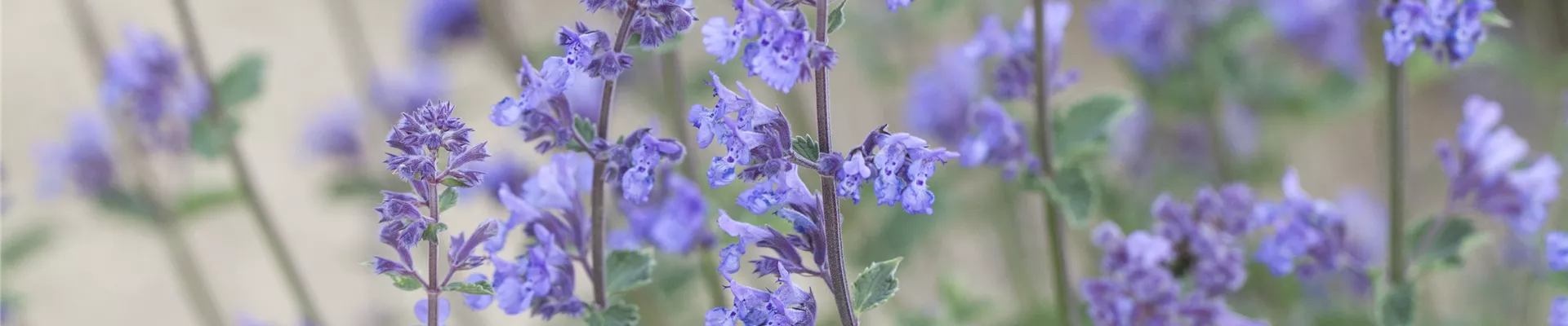 Bodendecker online kaufen | Bauer Baumschulen AG Bodendecker online kaufen | Bauer Baumschulen AG